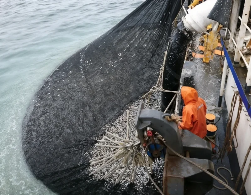 acosep pesca anchoveta chimbote